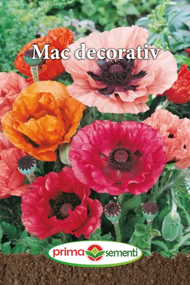 Seminte flori - Mac decorativ