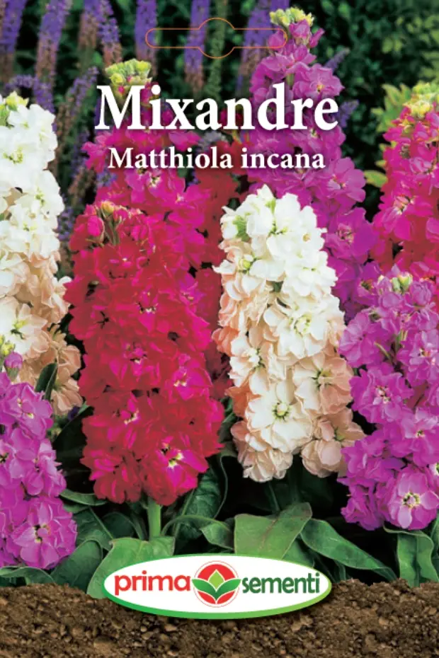 Seminte flori - Mixandre