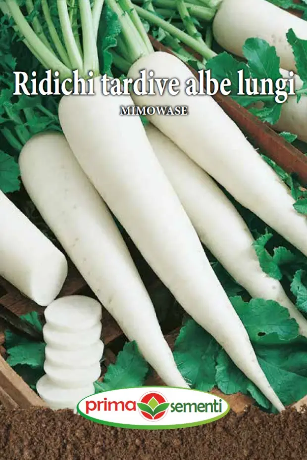 Seminte de Legume - Ridichi tardive albe lungi Mimowase