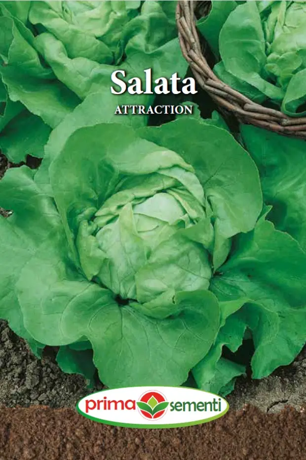 Seminte - Salata Attraction