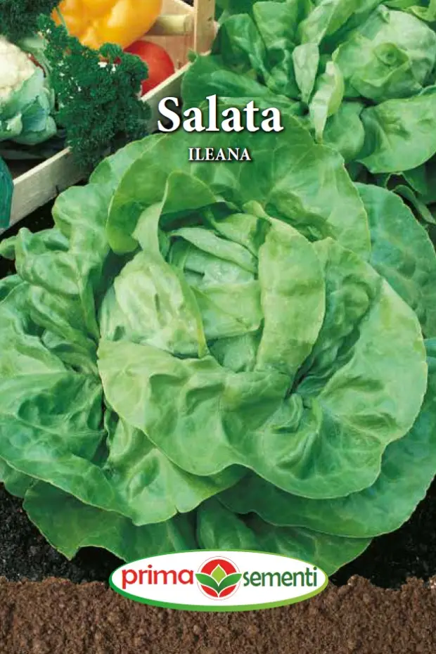 Seminte - Salata Ileana