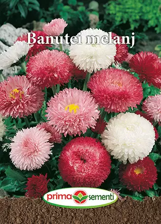 Seminte flori - Seminte Banutei