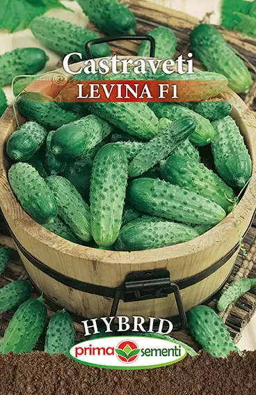 Seminte de Legume - Seminte castraveti Levina F1 10g