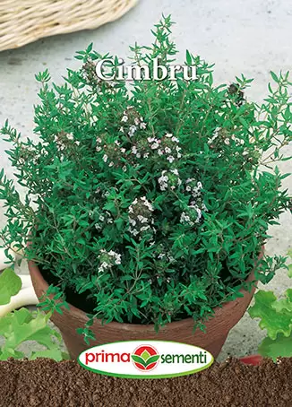 Seminte de Legume - Semințe Cimbru