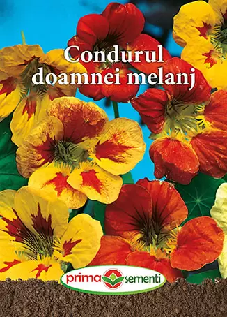 Seminte flori - Seminte Condurul Doamnei