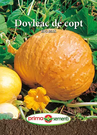 Seminte de Legume - Seminte dovleac de copt Big Max