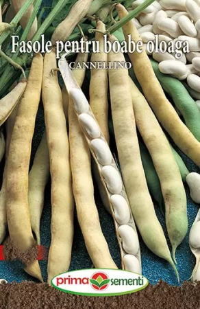 Seminte - Seminte fasole oloaga Cannelino