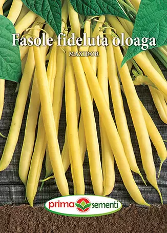 Seminte de Legume - Seminte fasole oloaga Maxidor