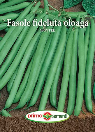 Seminte de Legume - Seminte fasole oloaga Wotter