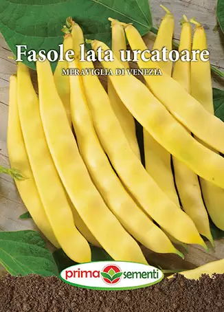 Seminte - Seminte fasole urcatoare Meraviglia Di Venezia White Seeds