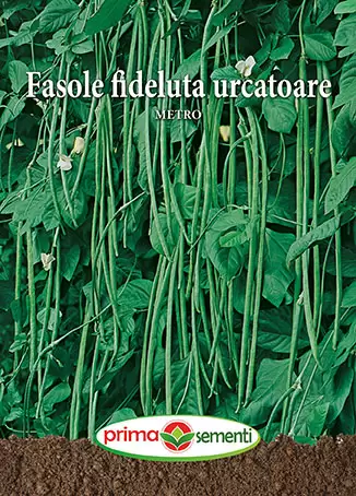 Seminte - Seminte fasole urcatoare Metro