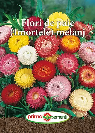 Seminte flori - Seminte Flori De Paie