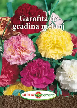 Seminte flori - Seminte Garofite De Gradina