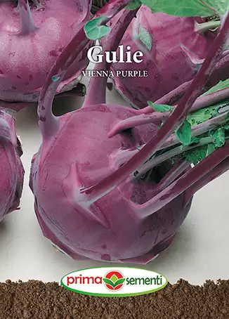 Seminte de Legume - Seminte gulie Vienna Purple