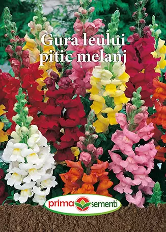 Seminte flori - Seminte Gura Leului