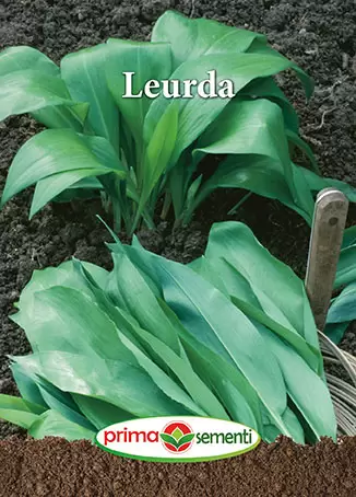 Seminte - Seminte Leurda