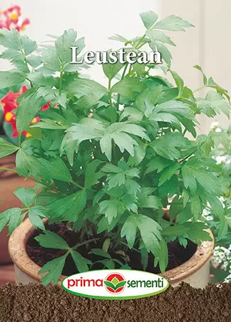 Seminte - Semințe Leuștean