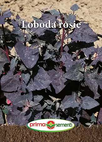 Seminte - Seminte Loboda rosie