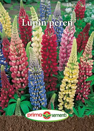 Seminte flori - Seminte Lupin Peren