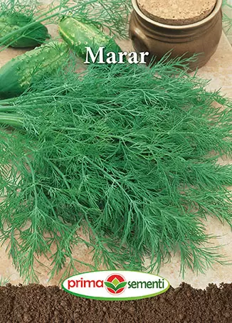 Seminte - Semințe Mărar