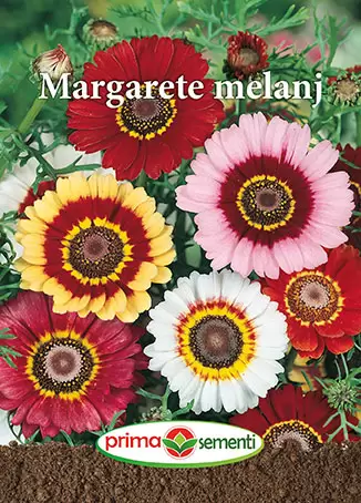 Seminte flori - Seminte Margarete