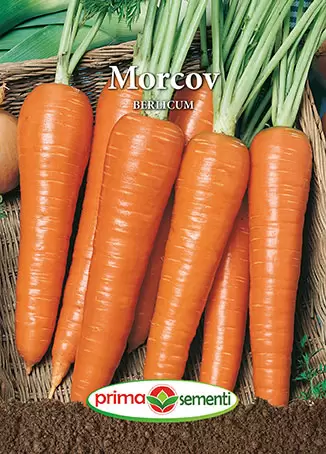 Seminte - Seminte morcov Chantenay Red Core