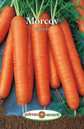 Seminte de Legume - Seminte morcov Nantes