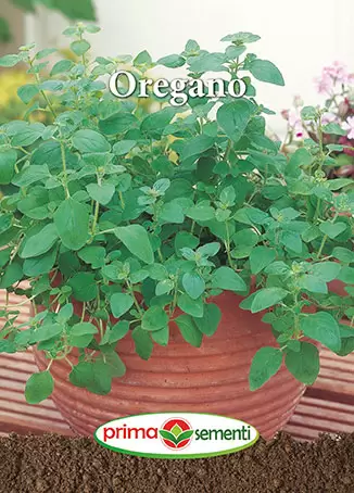 Seminte - Seminte Oregano
