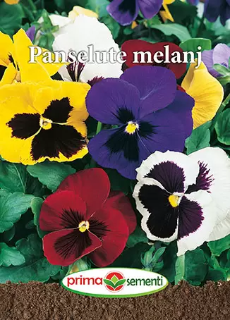 Seminte - Seminte Panselute