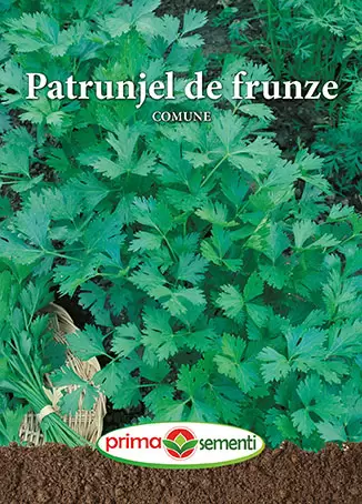 Seminte - Seminte patrunjel de frunze Comune