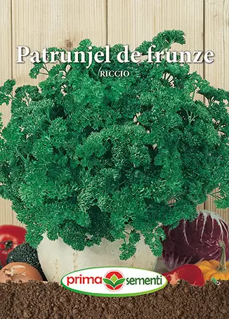 Seminte de Legume - Seminte patrunjel frunze Riccio