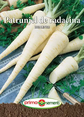 Seminte - Seminte patrunjel radacina Berliner