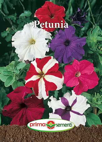 Seminte flori - Seminte Petunia