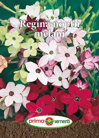Seminte - Seminte Regina Noptii