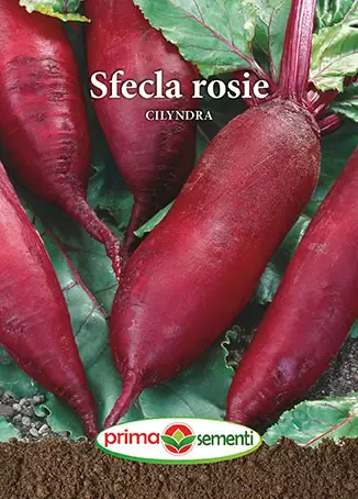Seminte - Seminte sfecla rosie Cilyndra