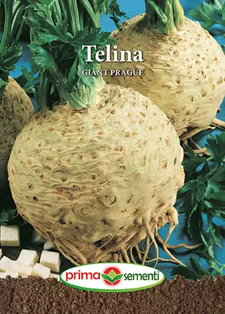 Seminte - Seminte telina Giant Prague