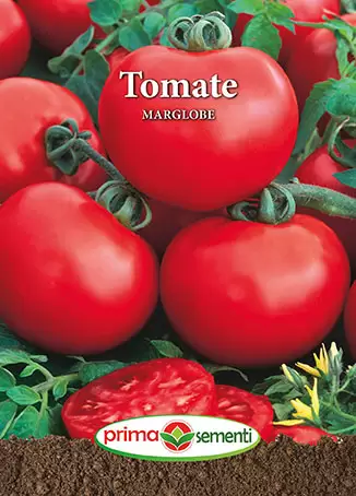 Seminte - Seminte tomate Marglobe