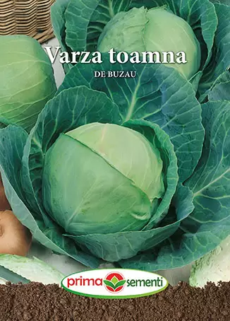 Seminte de Legume - Seminte Varza de Toamna de Buzau