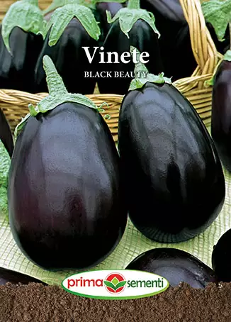 Seminte - Seminte vinete Black Beauty