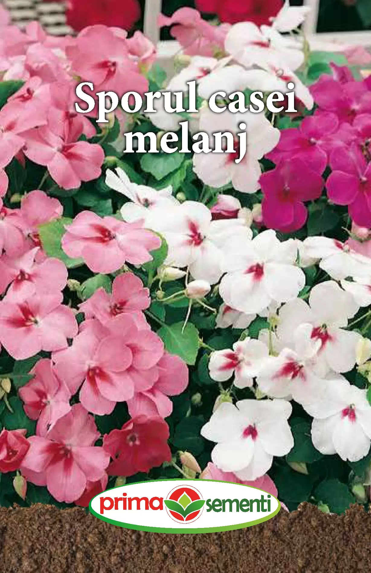 Seminte flori - Sporul casei melanj