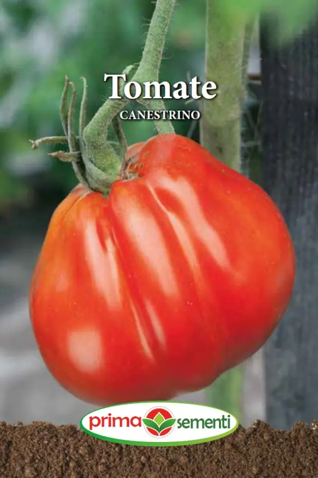 Seminte - Tomate Canestrino