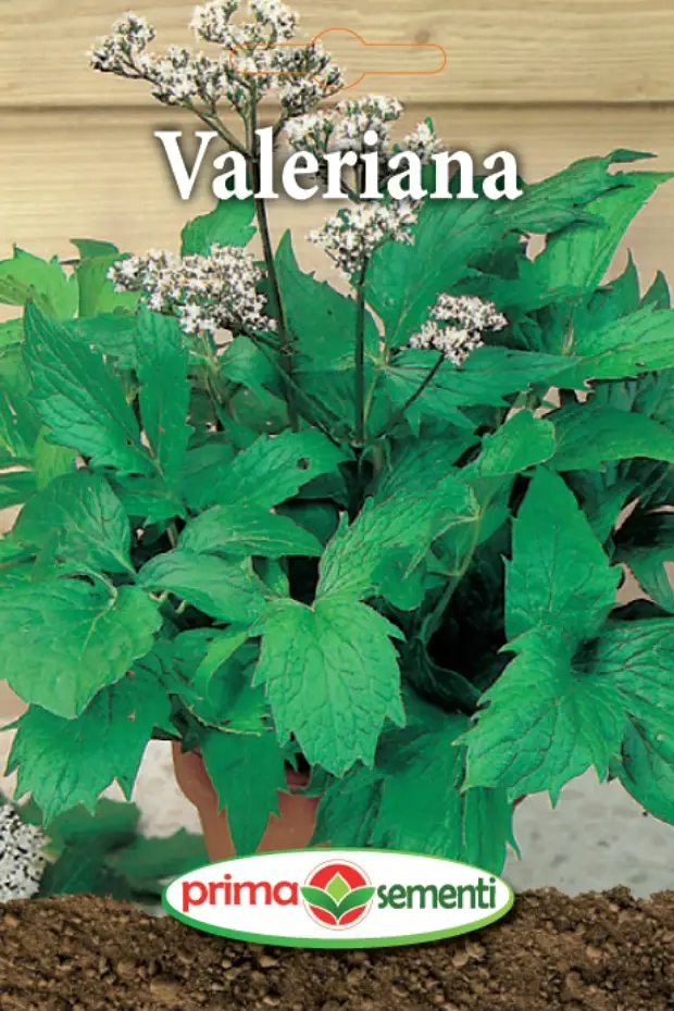 Seminte - Valeriana