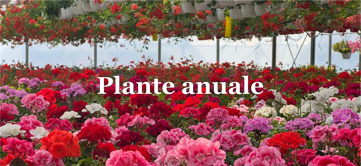Plante anuale