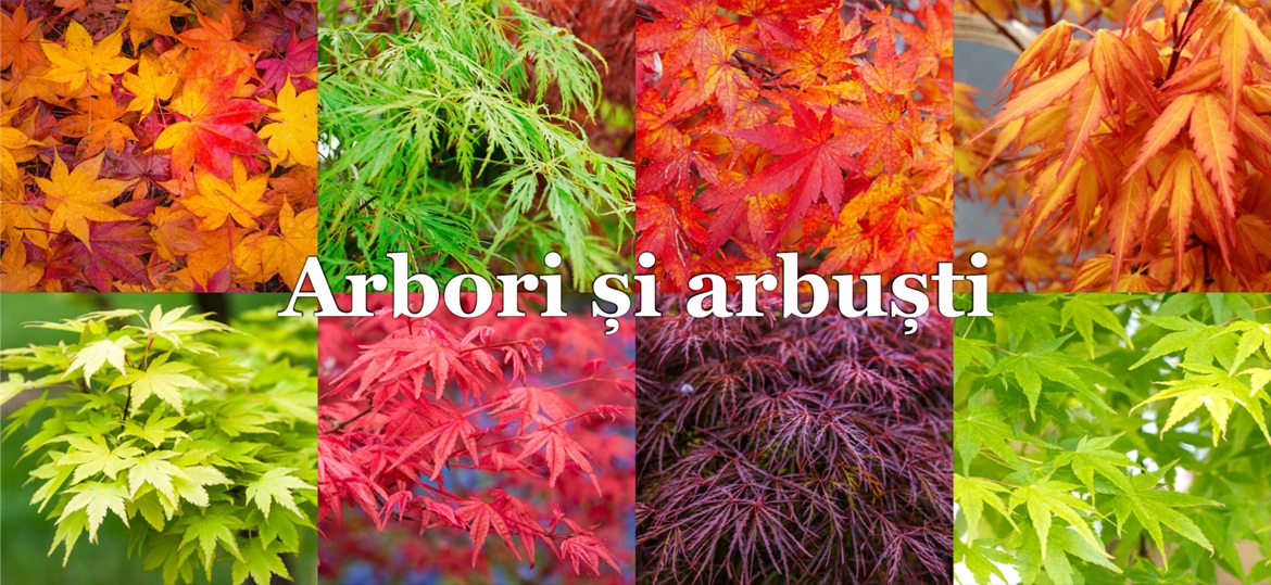 Arbori și arbuști