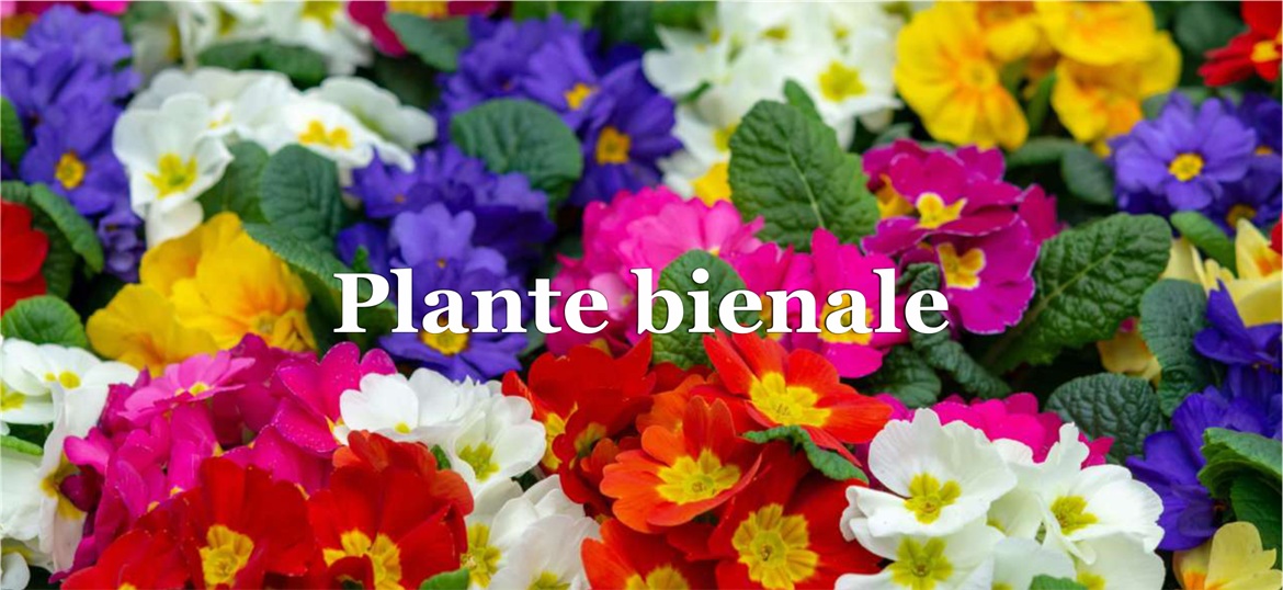 Plante bienale