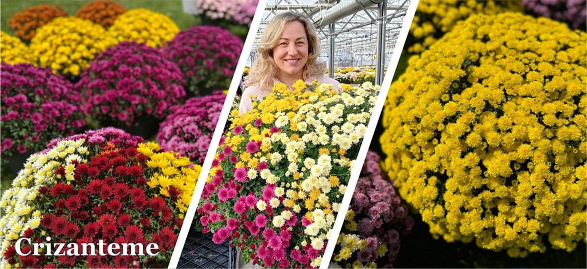 Crizanteme