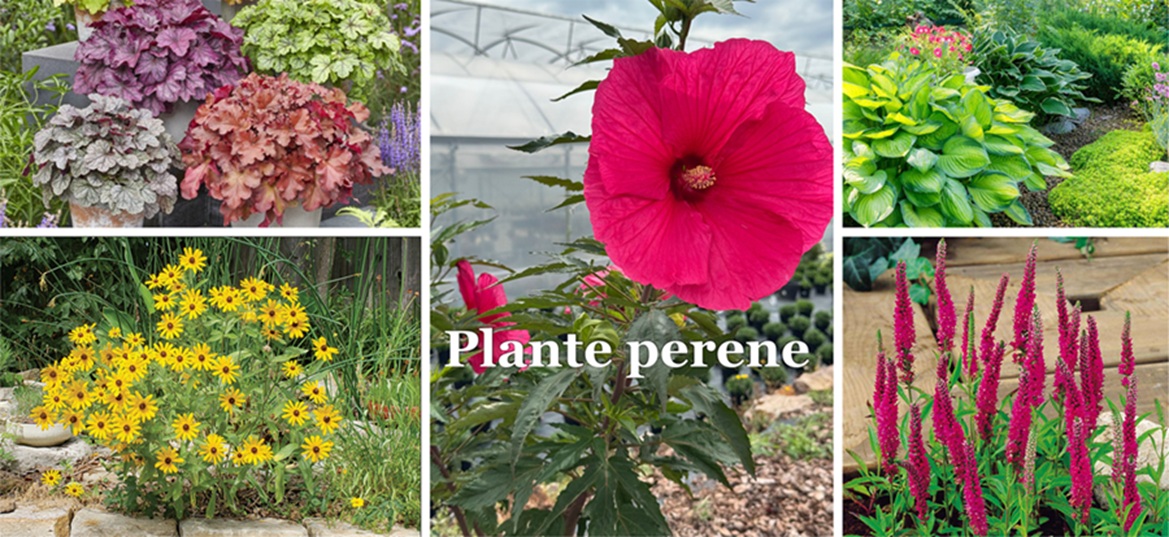 Plante Perene
