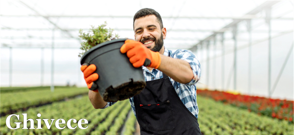 Ghivece
