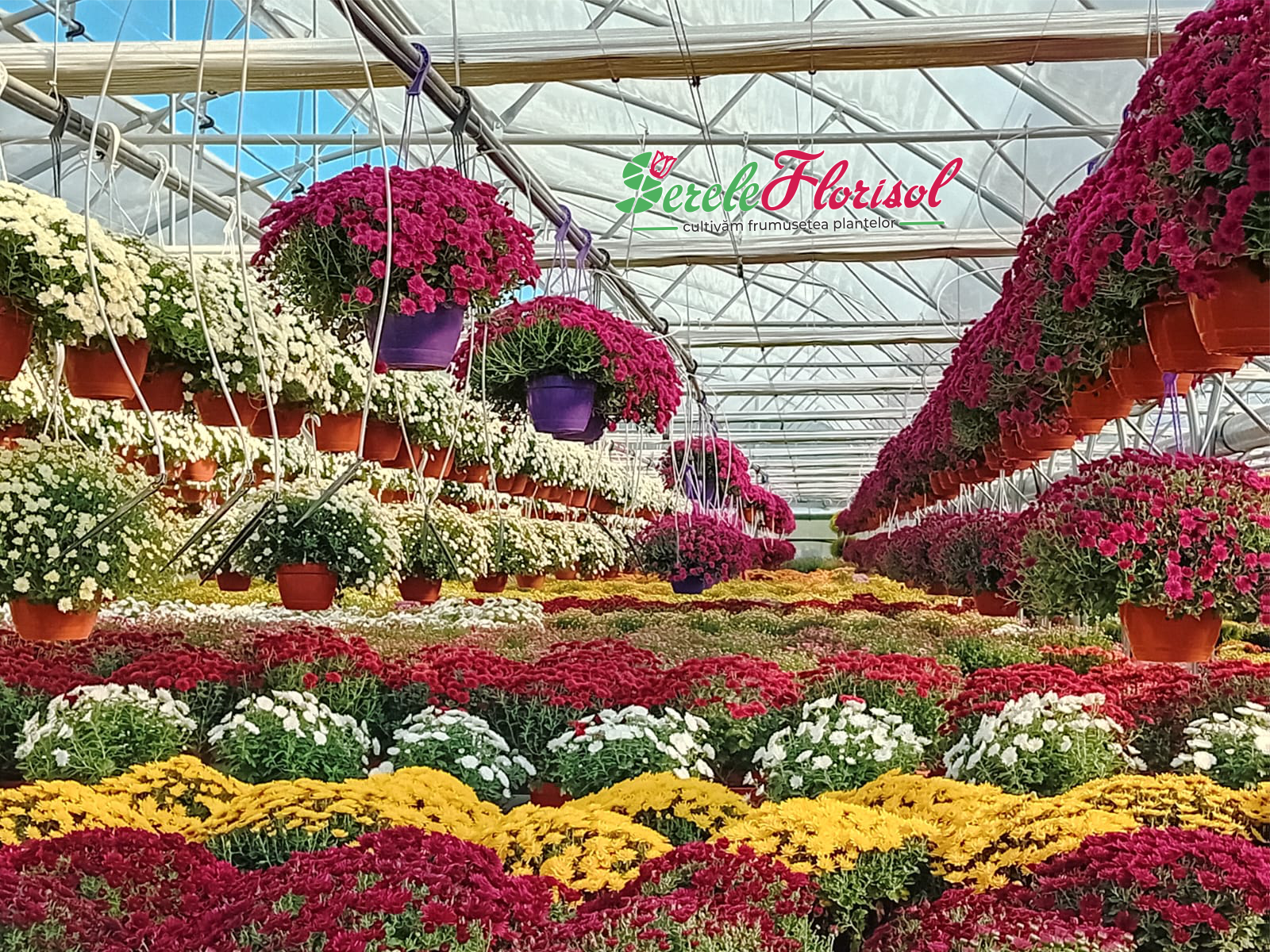 9 septembrie – Ziua Crizantemei: povestea florii care colorează toamna