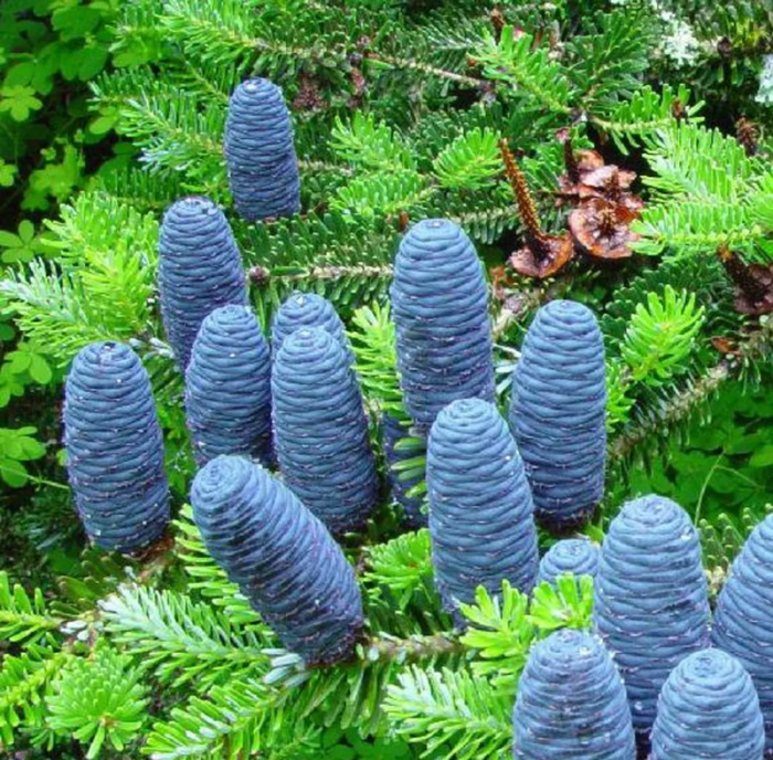 Abies koreana [2]